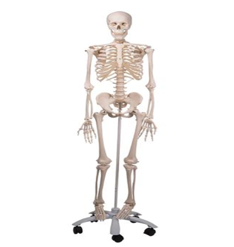 Skeleton Stan 5-feet Roller Stand