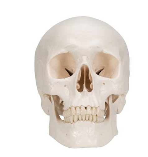 Classic Skull Model, 3-piece