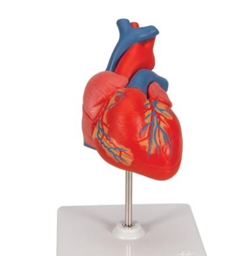 Classic Heart Model, 2-piece