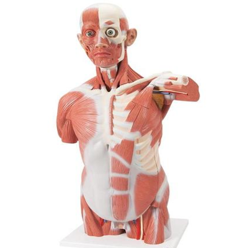 Life Size Muscular Body Model,27 Part