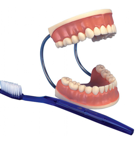 Diş Bakımı Modeli