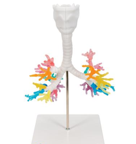 Lung Model