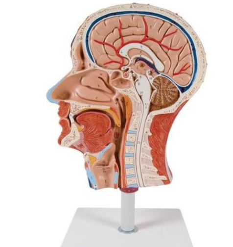 Head and Neck Muscle Model