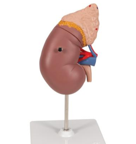 Kidney Model