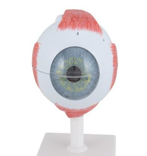 Eye Model, 6 Pieces