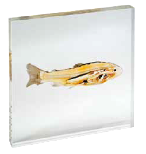 Balık (Plastine) Kesiti Modeli