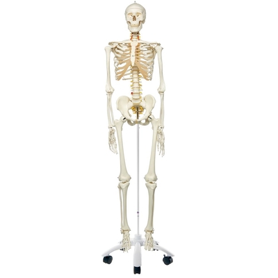3B® Human Flexible Skeleton