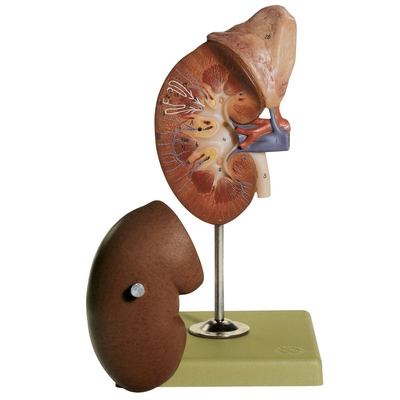 Somso Human Kidney and Adrenal Gland Model
