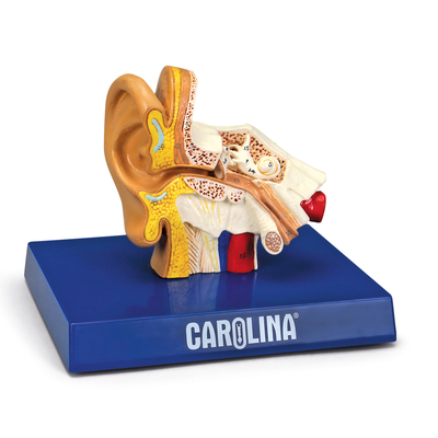 Carolina® Human Ear Model