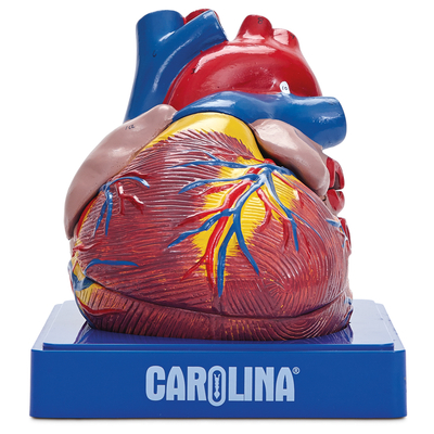 Carolina® Human Heart Model