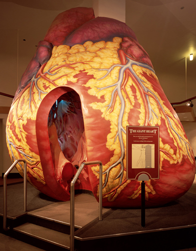 Giant Heart Model